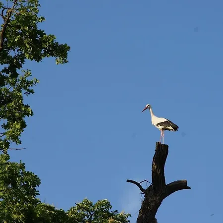 L'horizon Du Vignoble * Wangen