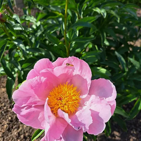 L'horizon Du Vignoble アパート Wangen